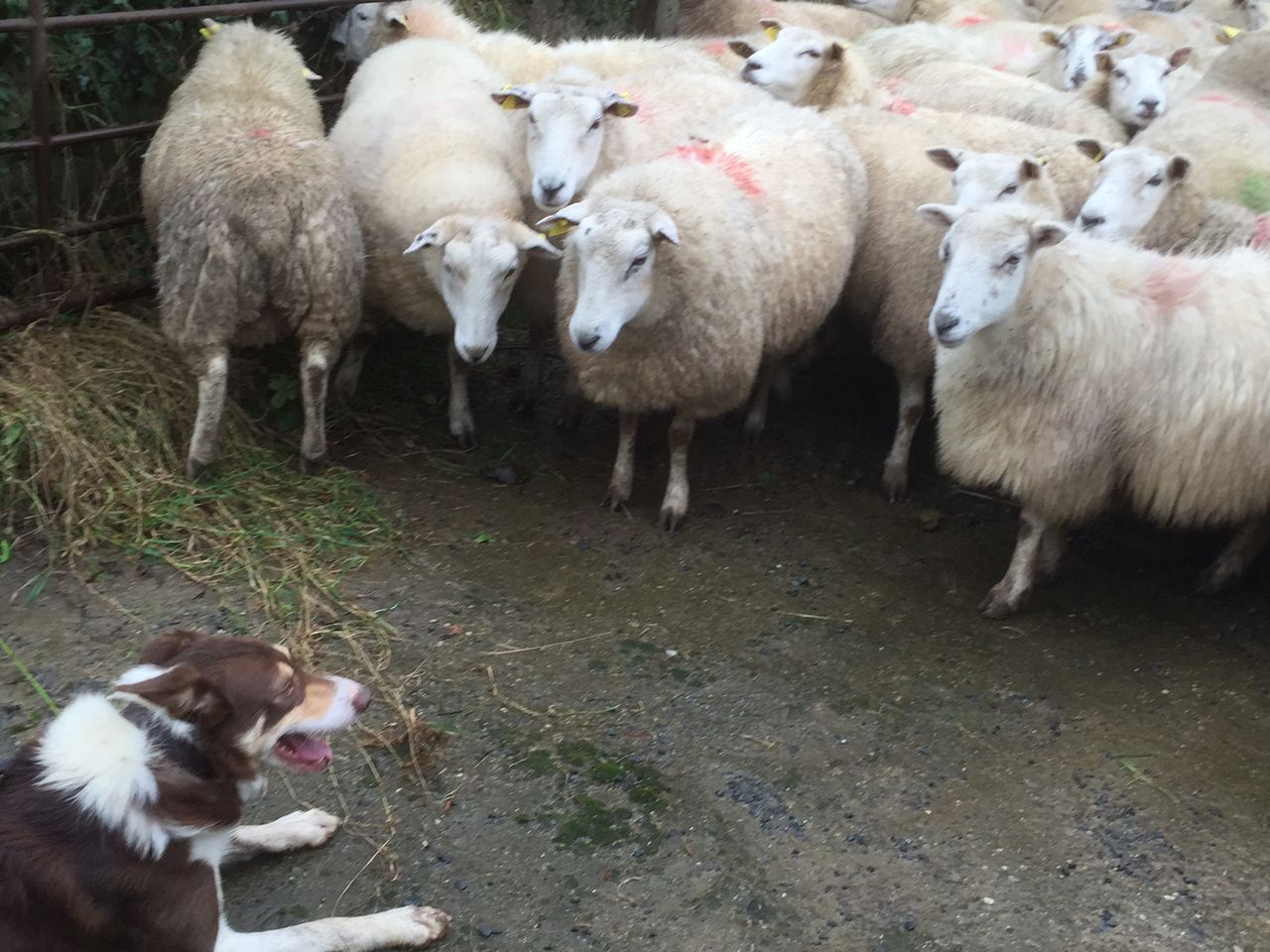 Are you prepared for the sheep breeding season?