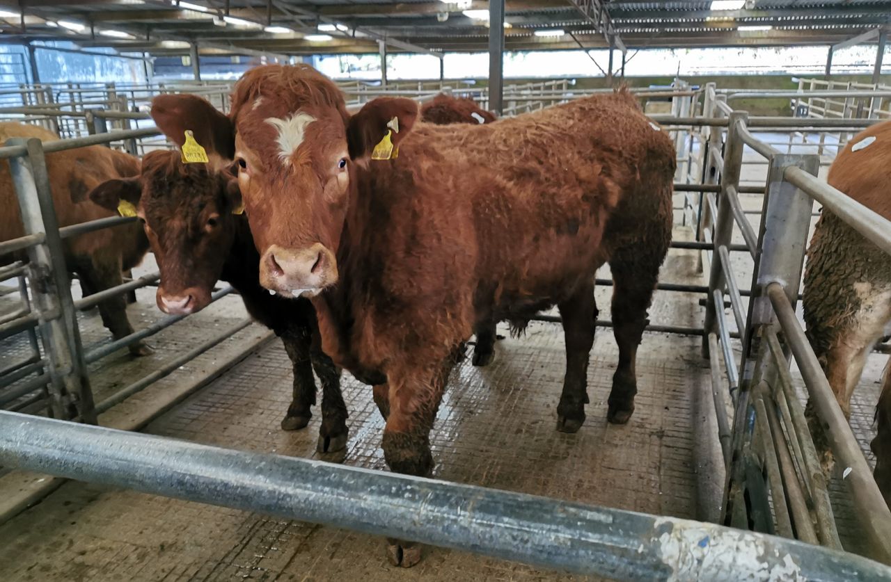 Cattle marts: Steady demand as farmers familiarise themselves with protocols