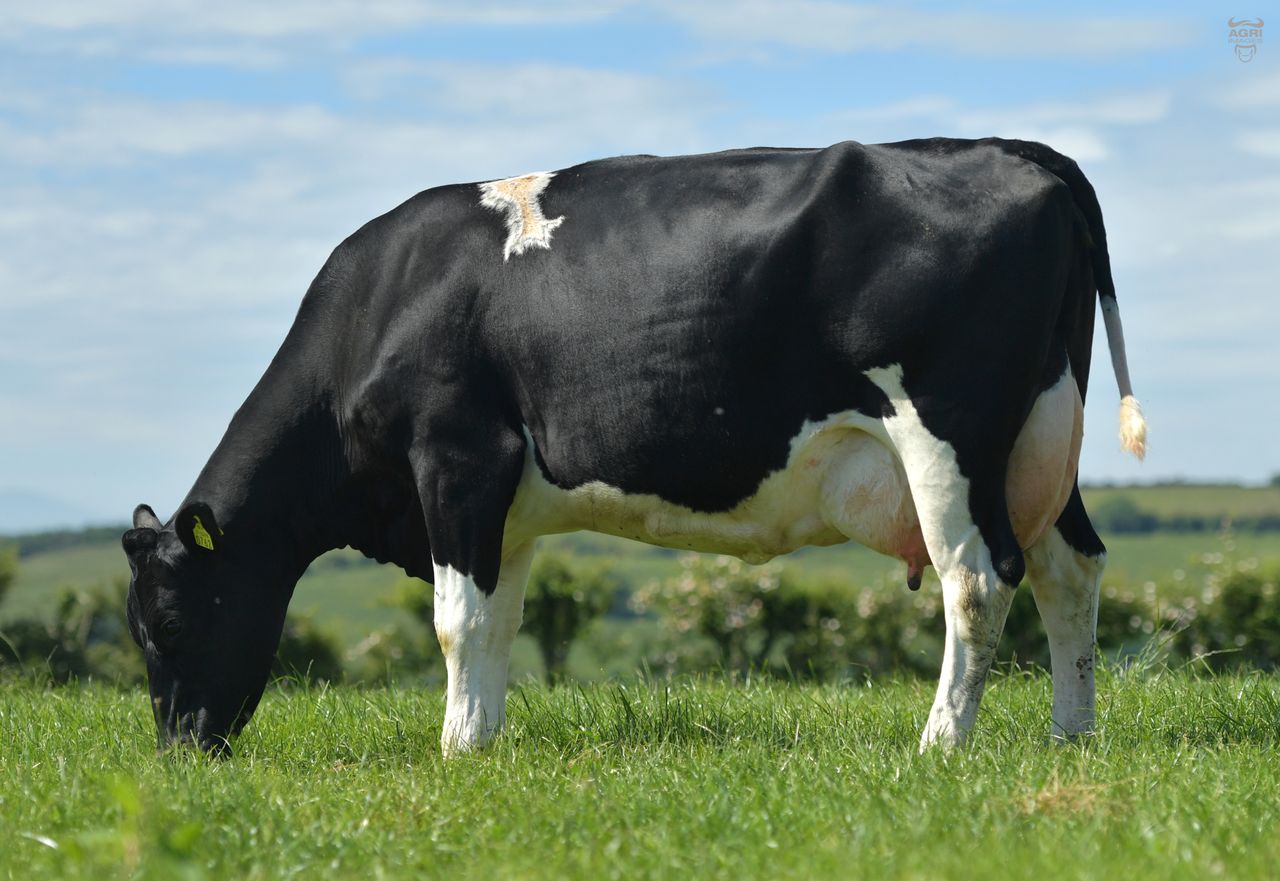 Barrackhill Reuben FR7791 - 11kg milk providing 27kg solids while also bringing strength and longevity to your cows
