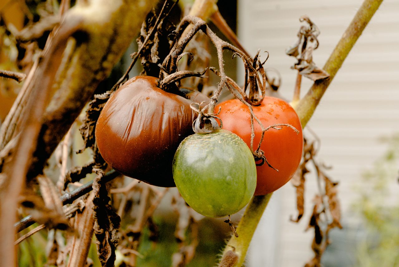 Tackle food loss and waste to reduce GHG emissions - United Nations
