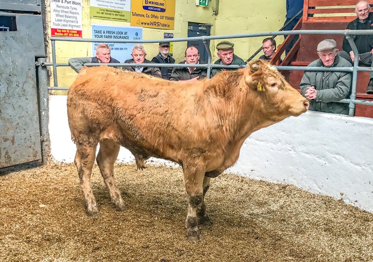Pics and prices: 'Grass buyers' drive the trade at Delvin Mart