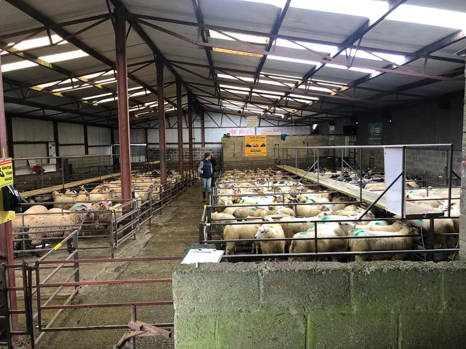 Heavy lambs dominate the sale at Delvin as prices reach €133/head