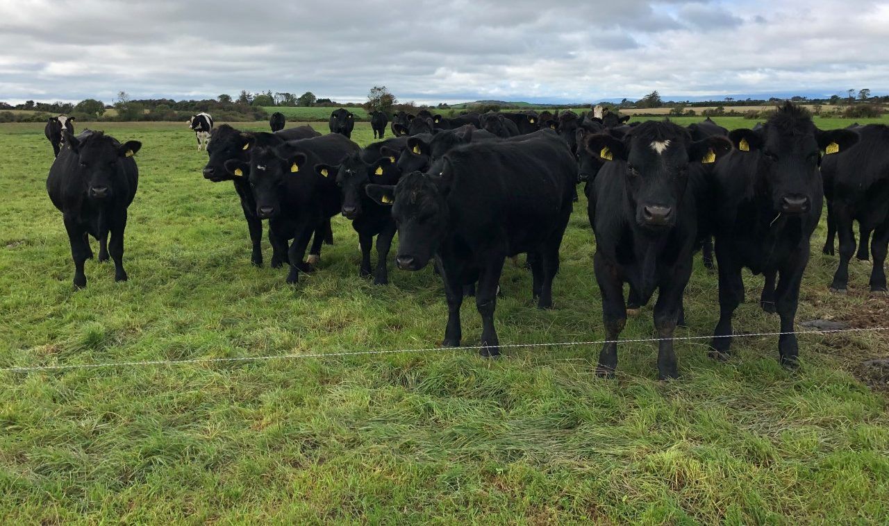Newly formed 'calf club' seeking farmers to rear calves nationwide