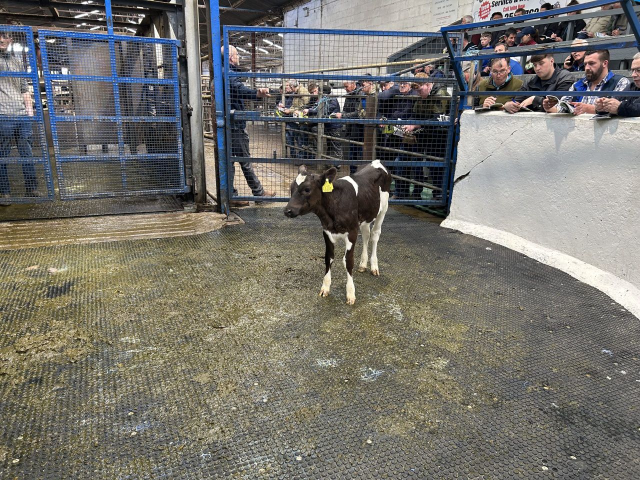 February-born heifer calf with €332 EBI makes €2,200 at Carnaross