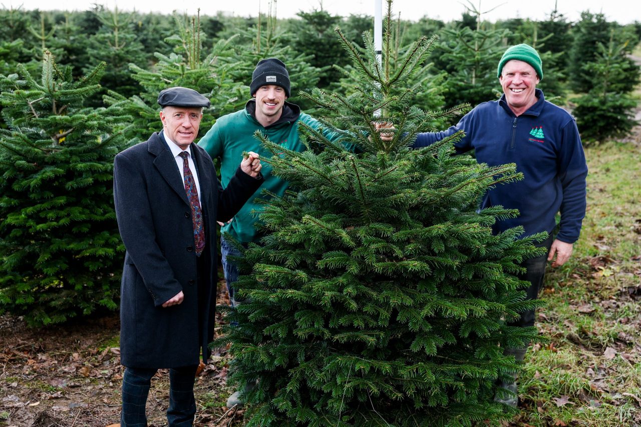 Healy-Rae encourages support for Irish Christmas tree sector