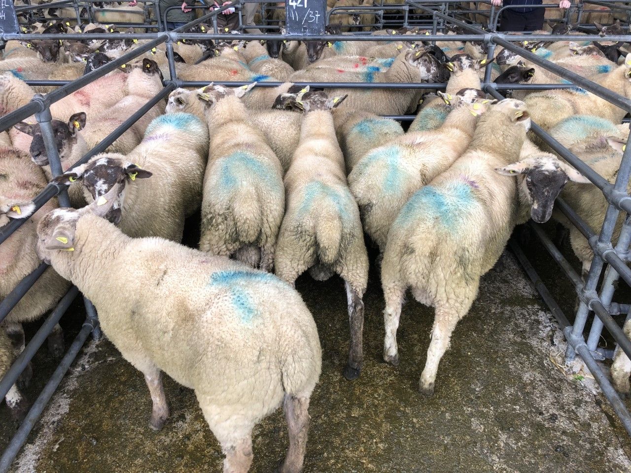 Don't take the risk; quarantine newly-purchased sheep