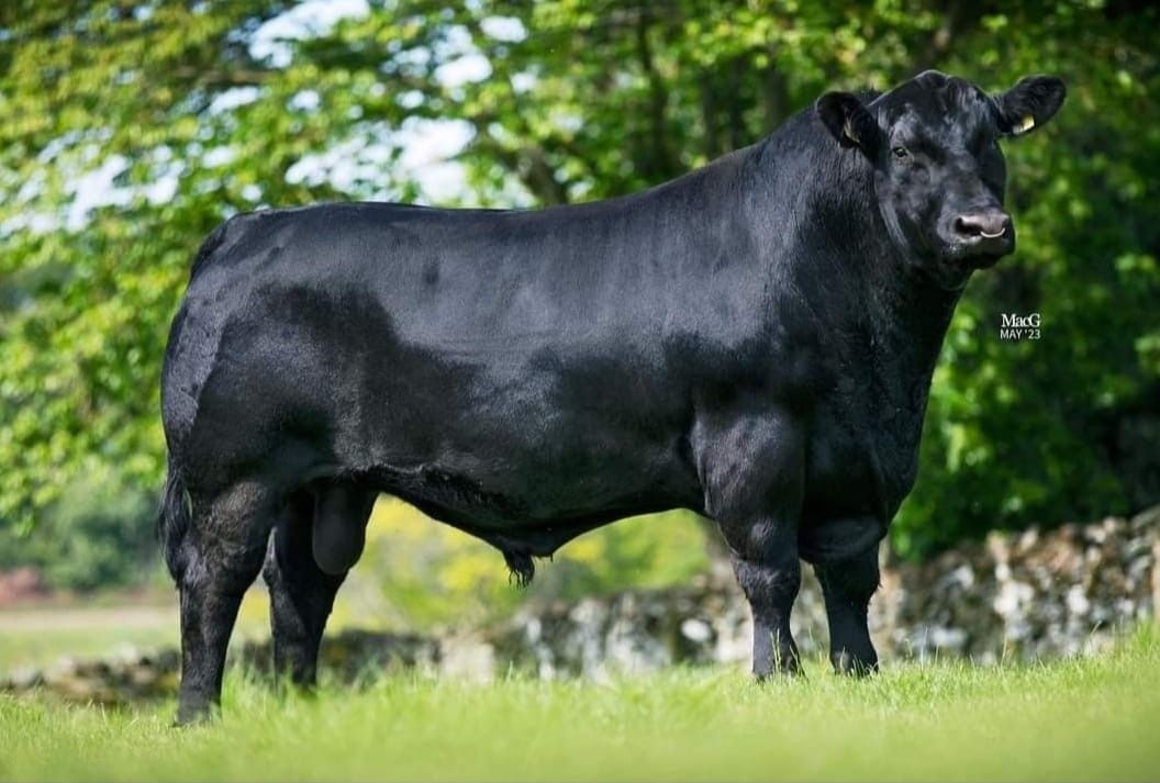 Unique format Angus genetics sale set for this weekend