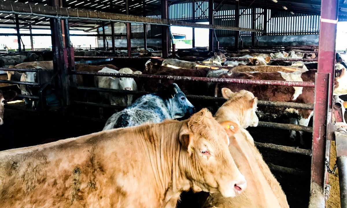 DAFM publishes winter liver fluke risk forecast for cattle