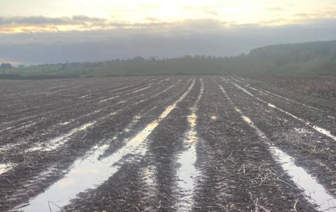 Cork family crisp business appeals for help to pick beetroot crop
