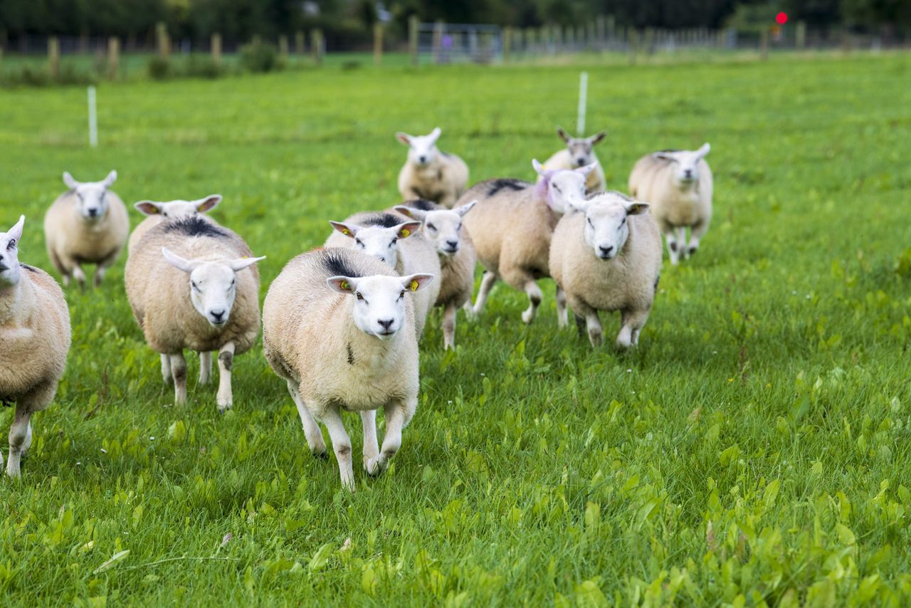 Teagasc National Sheep Conference 2026 unveils new format
