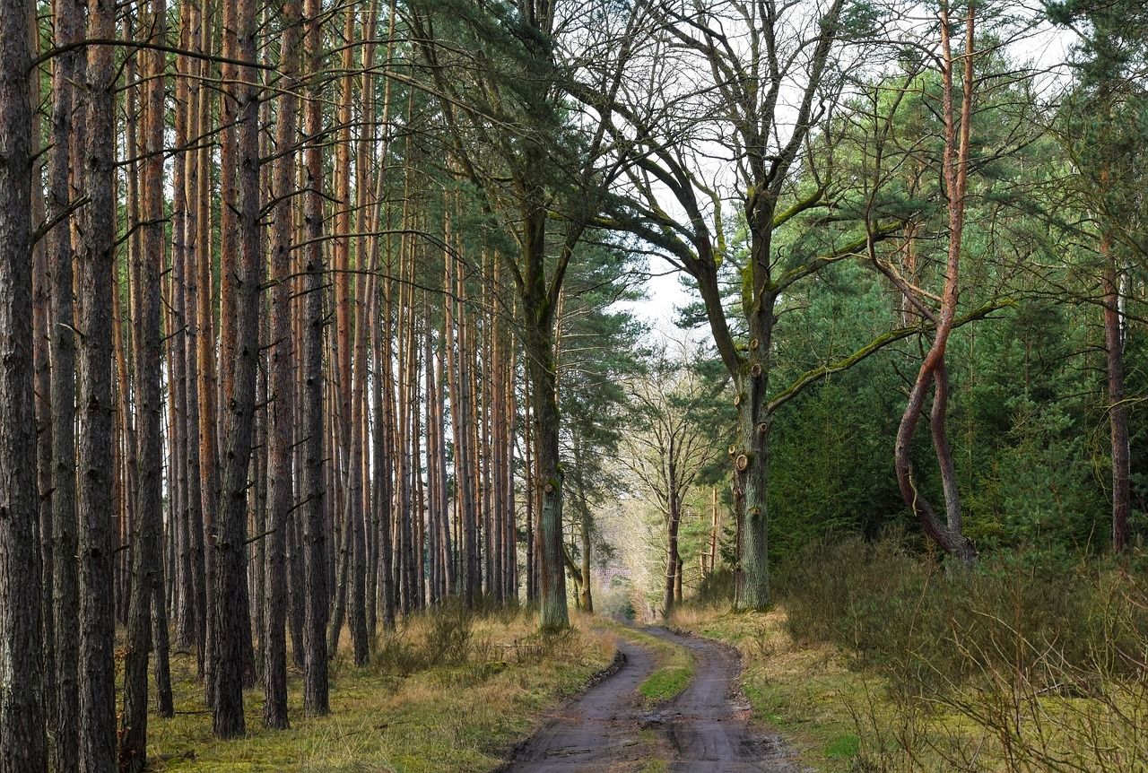 Return of knowledge transfer scheme praised by forestry association