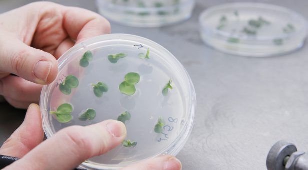 Petition launched to 'edit' plant-breeding ruling