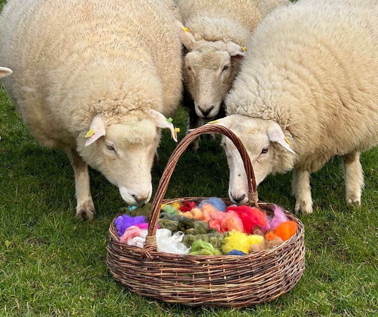 Cavan enterprise produces needle felting kits using Irish wool