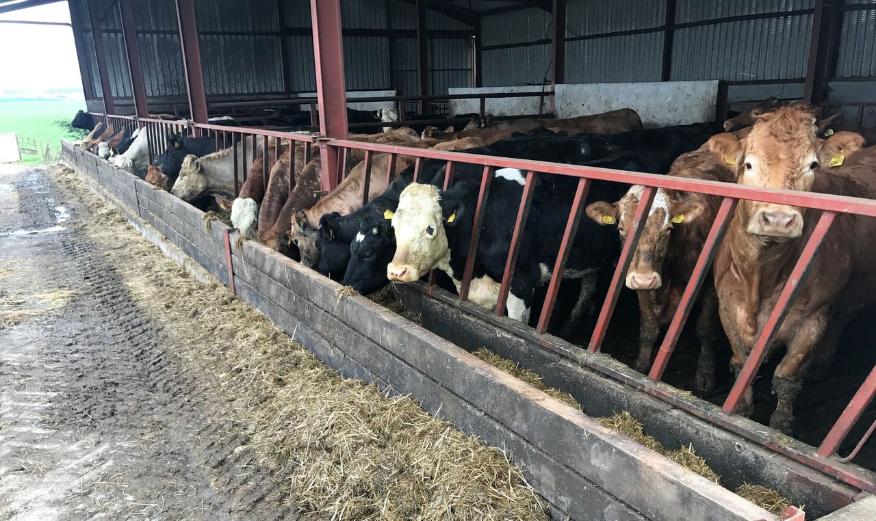 What should I be feeding my suckler cows post calving?