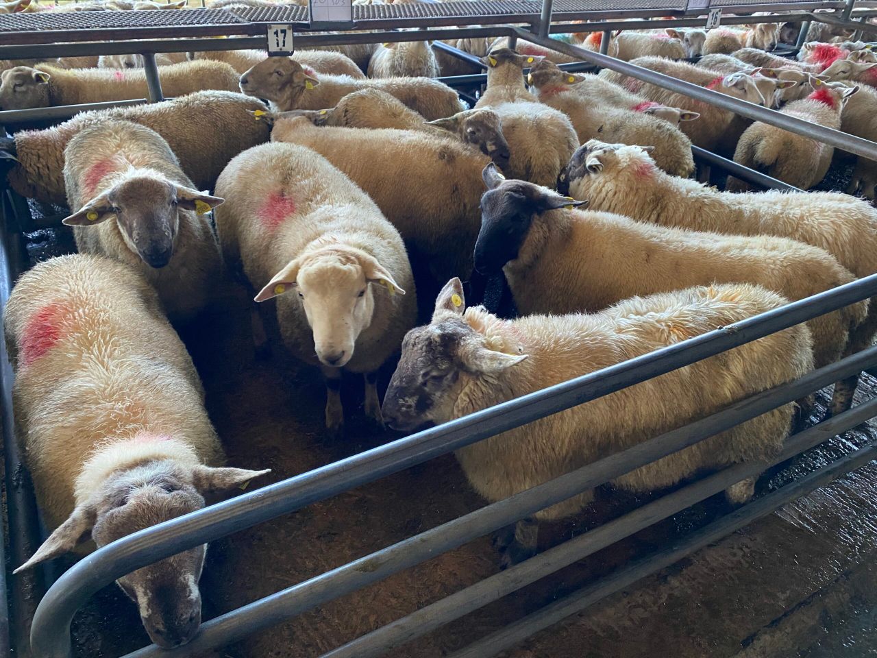 Sheep trade: Lamb prices going in the wrong direction