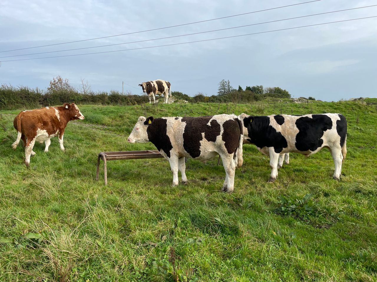 Factory quotes: Irish beef price 94c/kg below UK prices