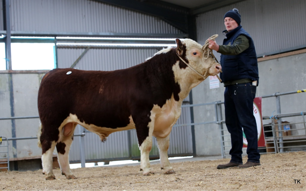Final Hereford Spring Show and Sale set for Nenagh