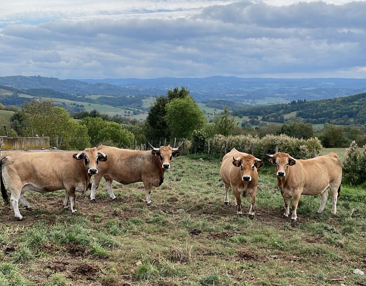 Video: Breeding Aubrac cattle high up in the hills of France