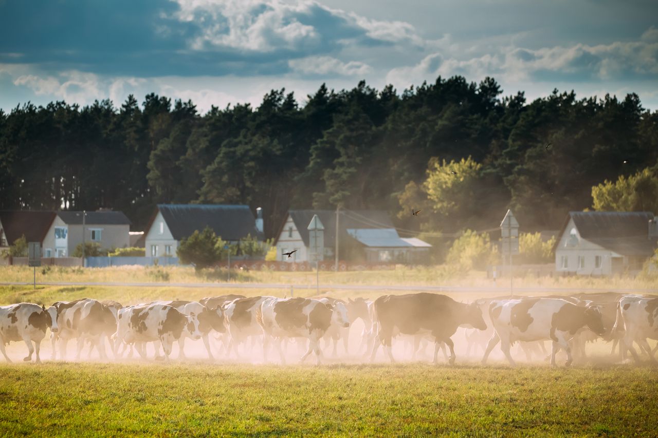 Denmark will not seek extension of nitrates derogation