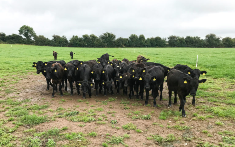 Dale Farm and ABP Horizon Dairy Beef Partnership: Everything you need to know