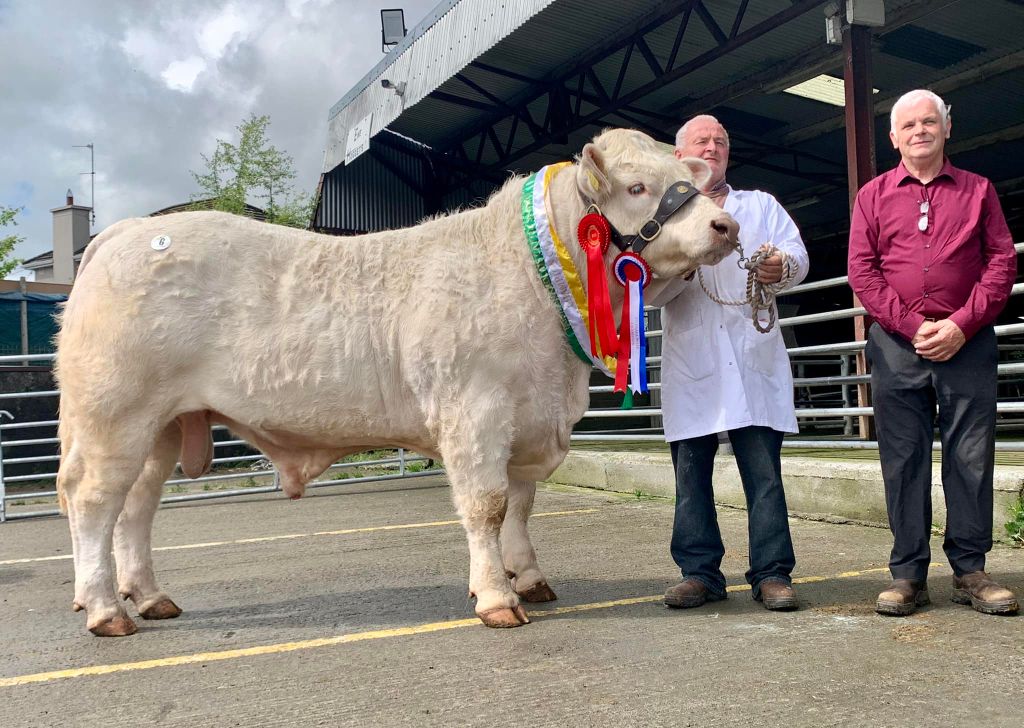 Cloughbrack Stan sold for €5,000