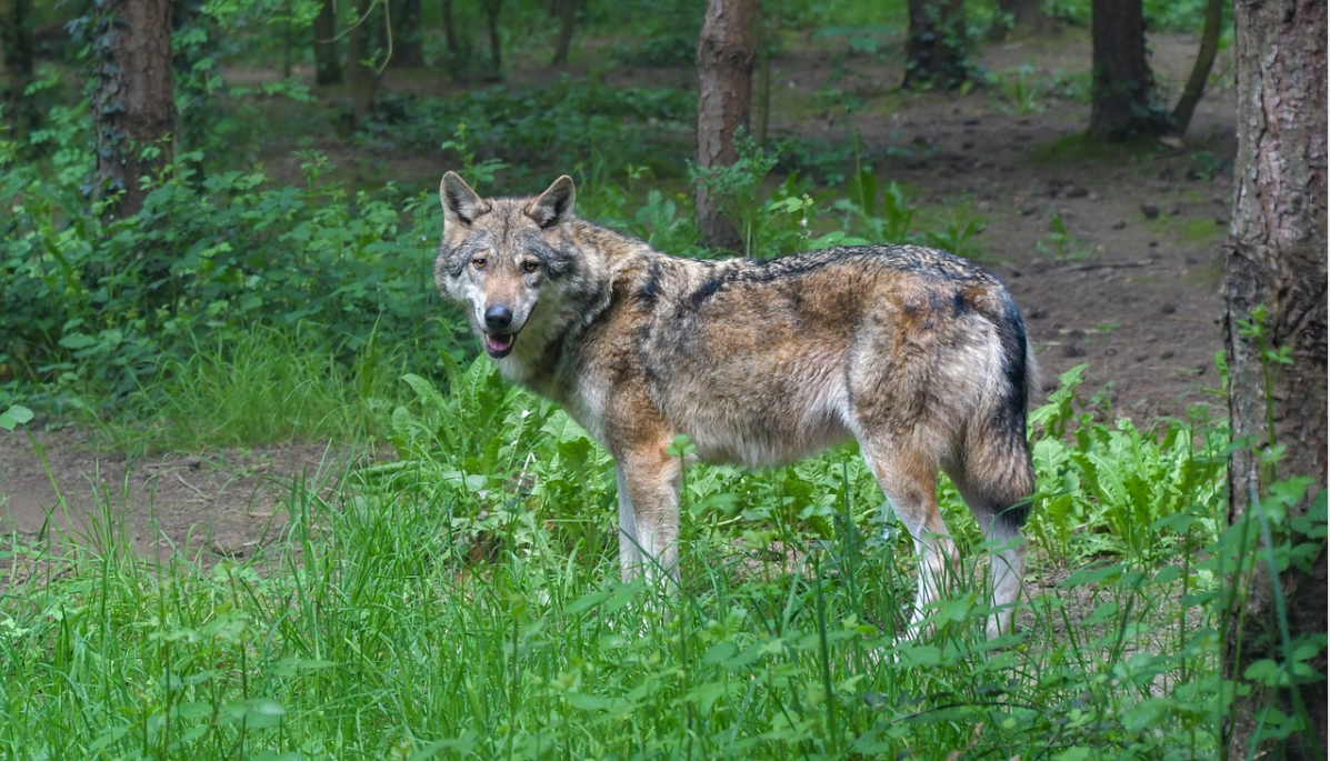 Bern Convention votes in favour of amending wolf status