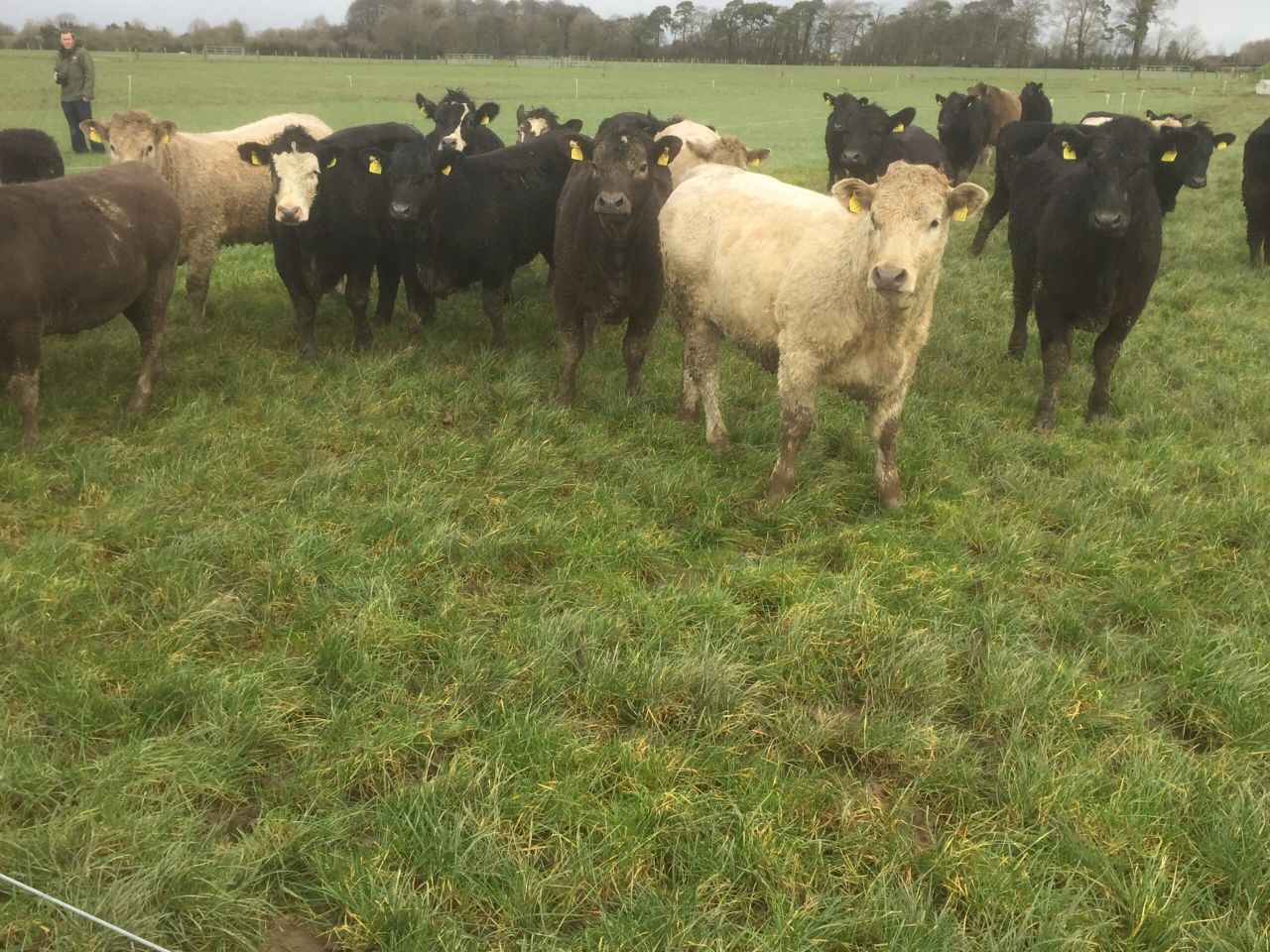 Net margin increases by €100/ha for every extra tonne of grass used - Teagasc