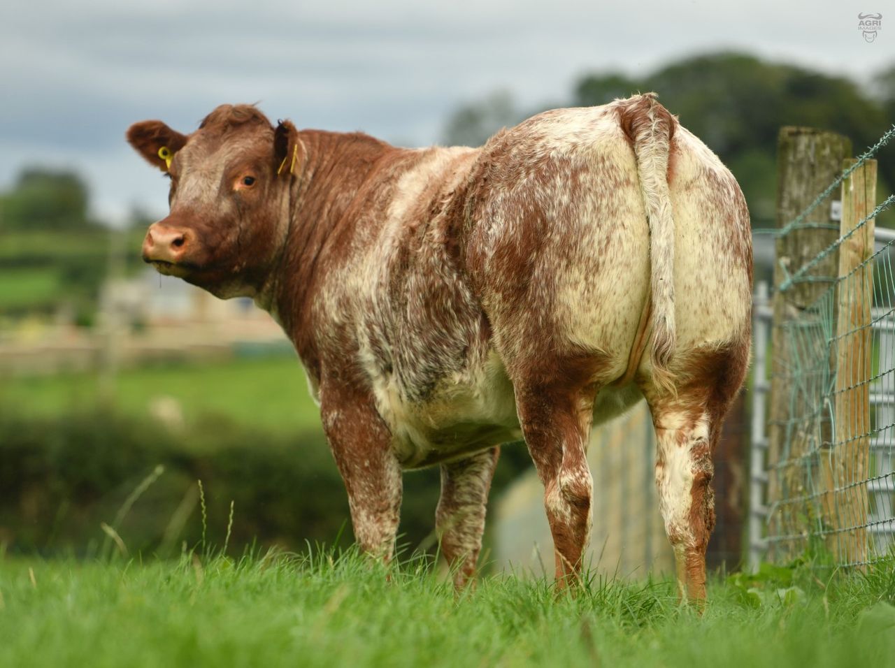 Balmoral Show: Chance to win roan heifer in NI Air Ambulance fundraiser
