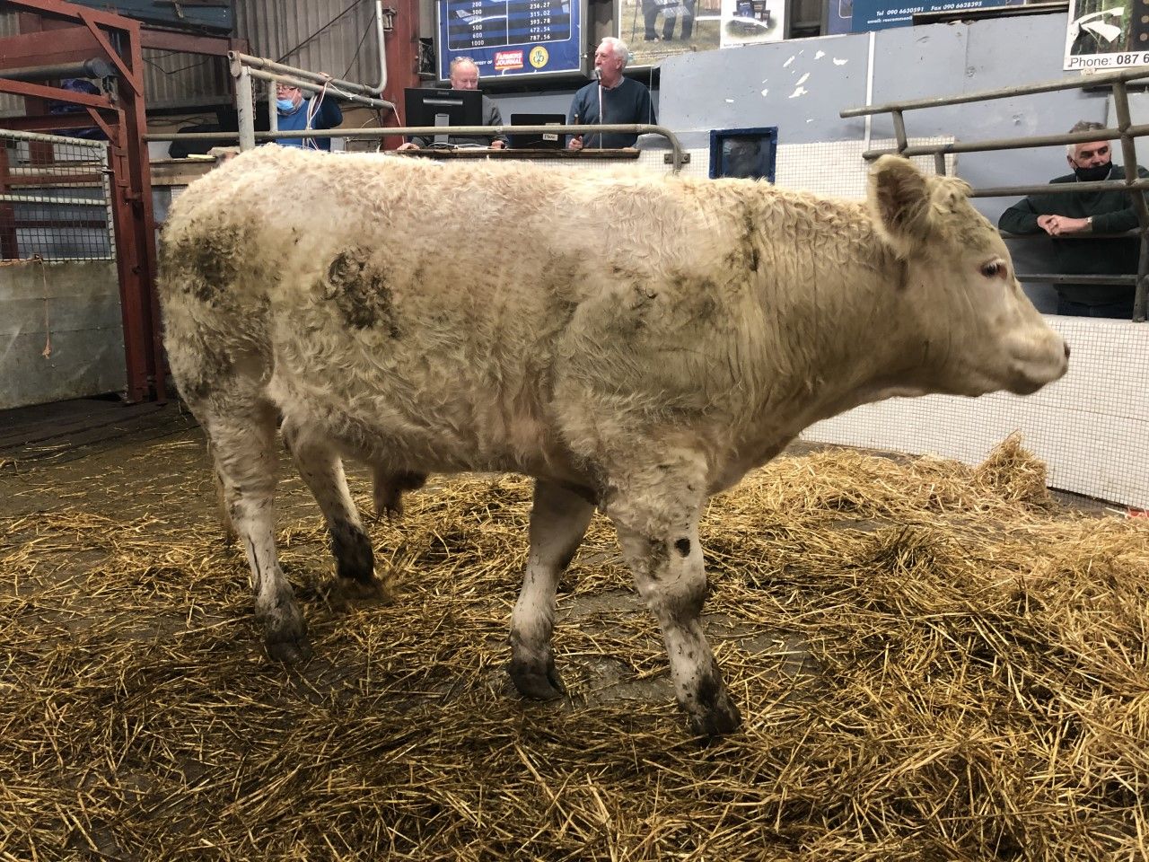 Pics from the mart: Sharp trade for quality bullocks at Castlerea Mart