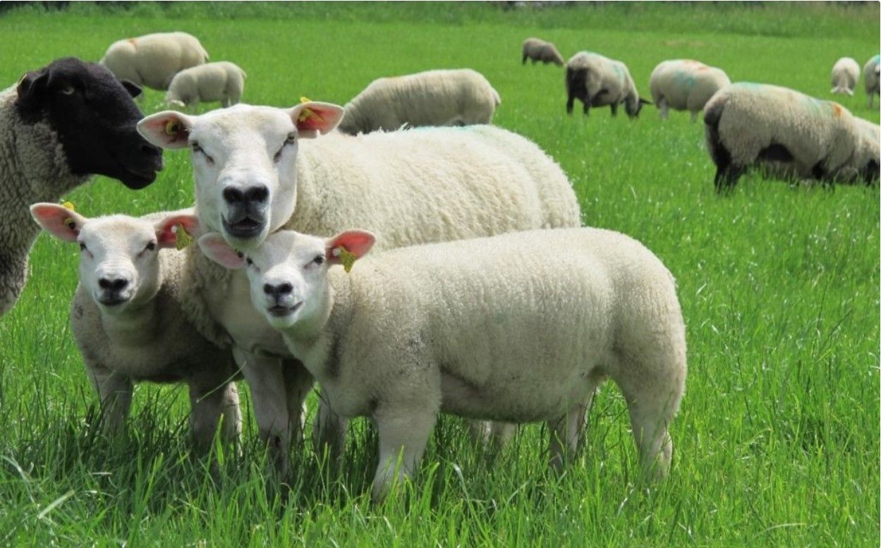 Maintaining high flock health