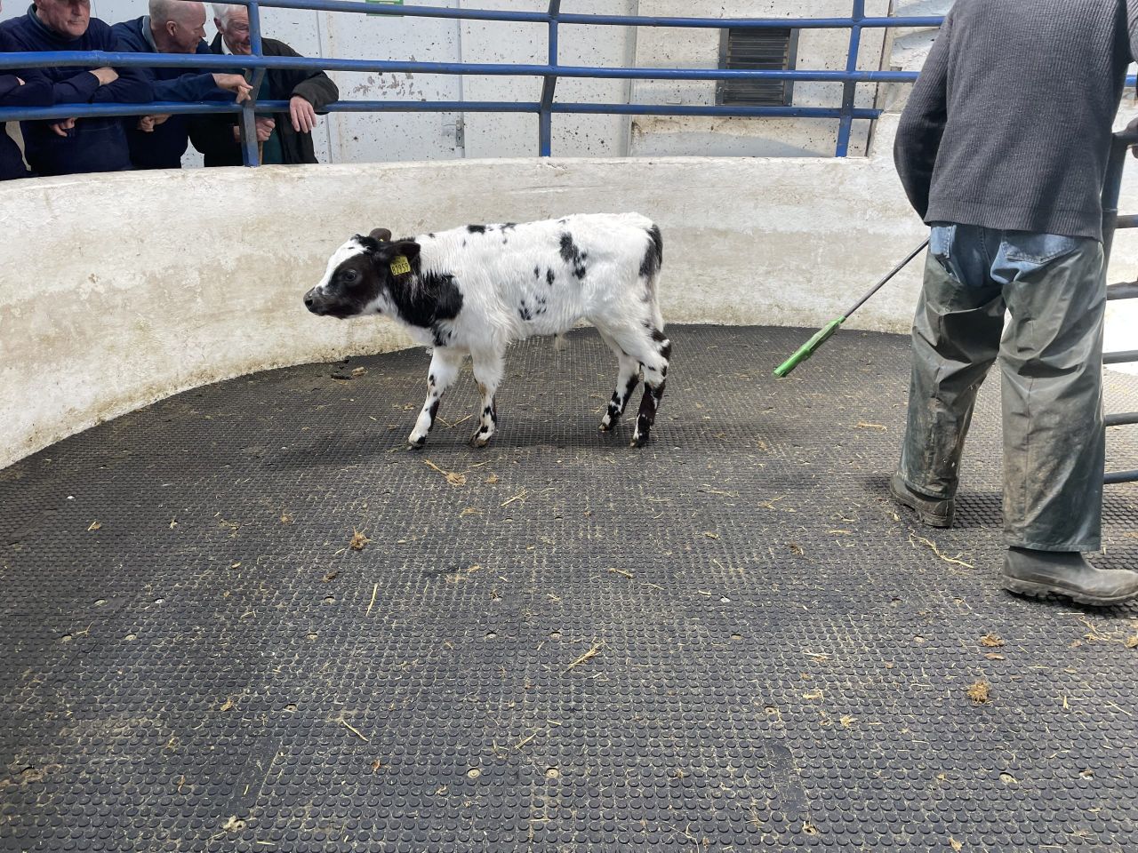 Table: Average calf prices continue to lift at mart sales