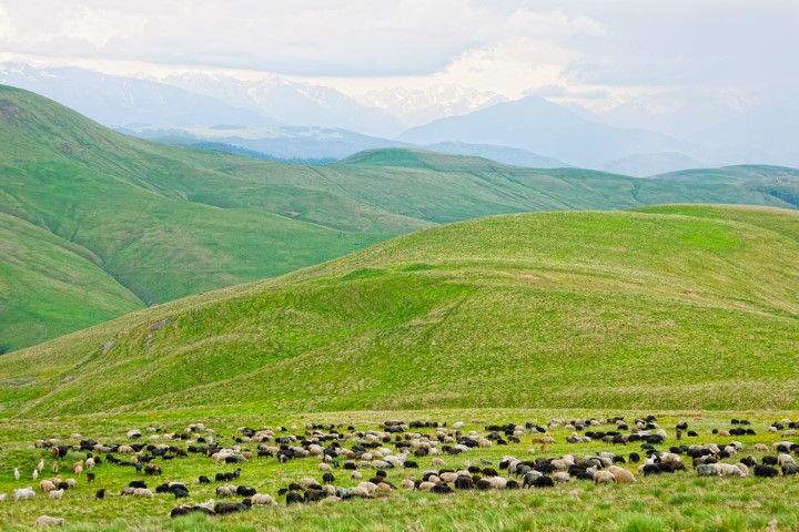 ‘GLAS application system will effectively restrict access to commonage farmers’