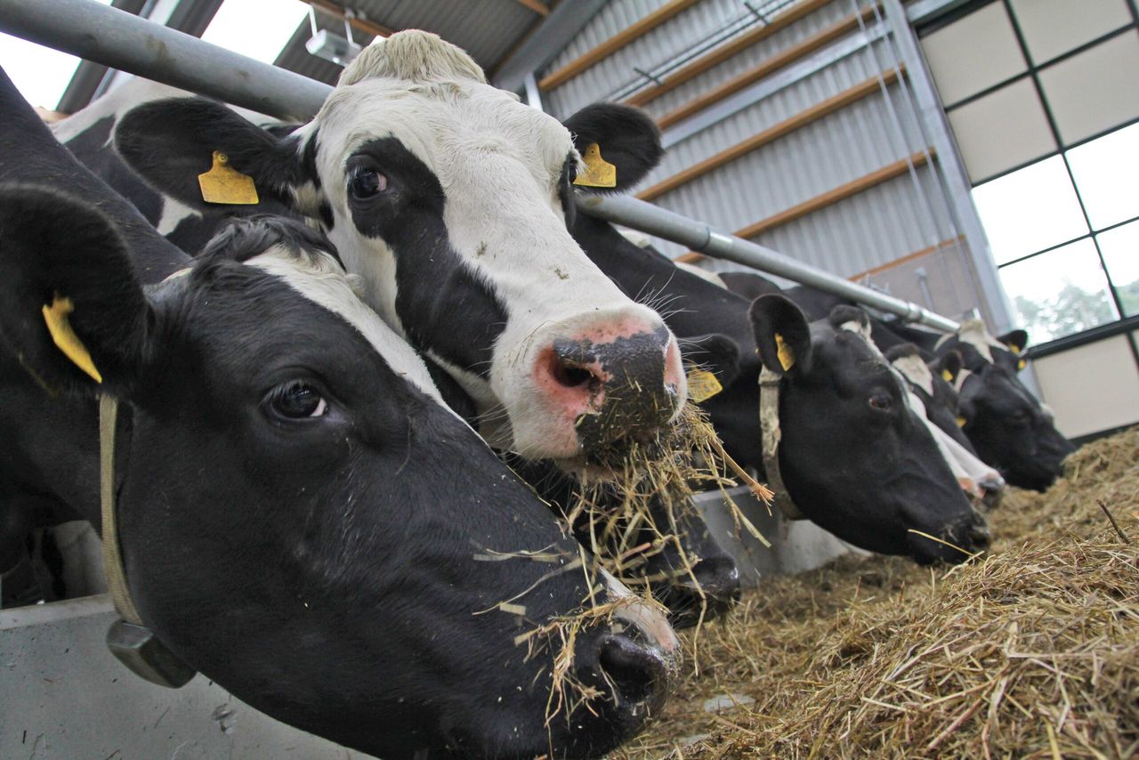 Dairy advice: Getting the transition period right