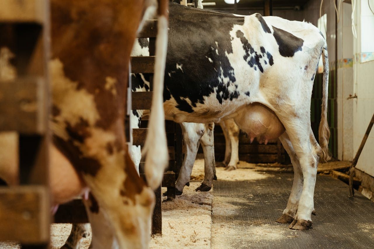 'Major concern' as MSD ceases lepto vaccine production