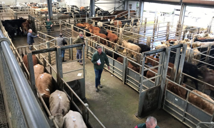 Prices: First-rate Friesian calves sell to €128/head at Kilkenny Mart