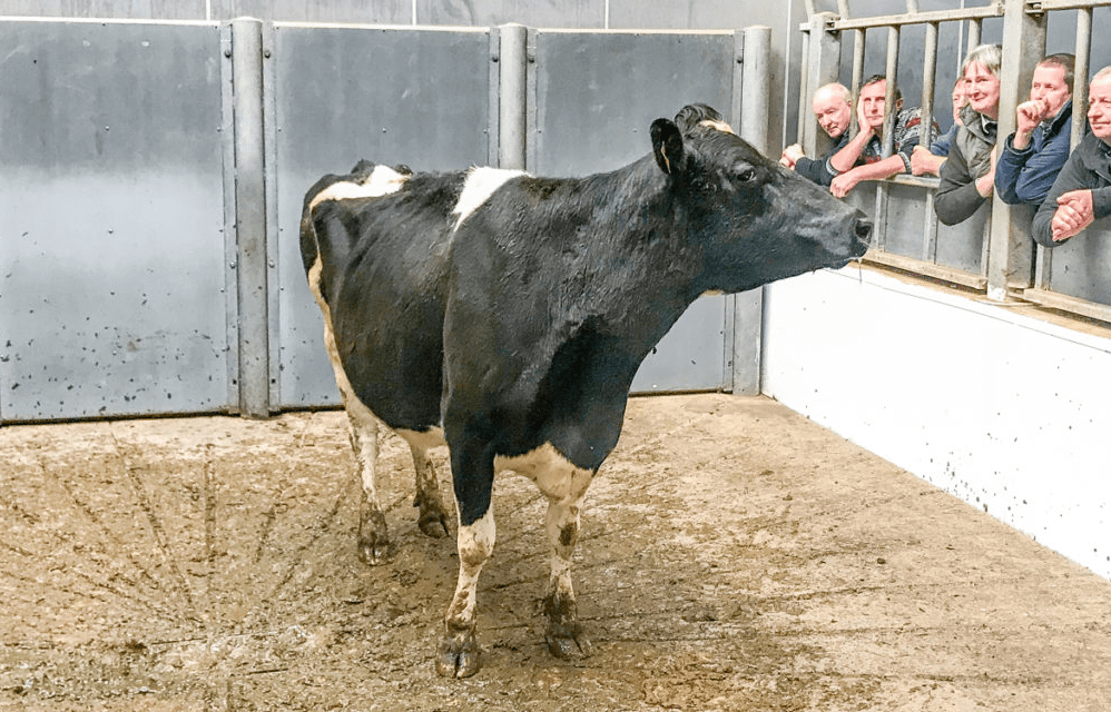 Analysis: Has the cow cull been as severe as the rumour mill suggests?
