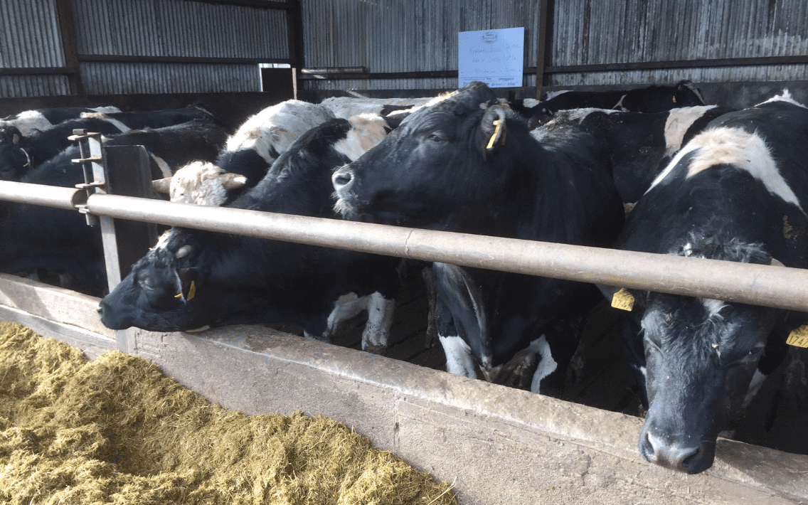 Boatload of bulls destined for Libya in 2 weeks