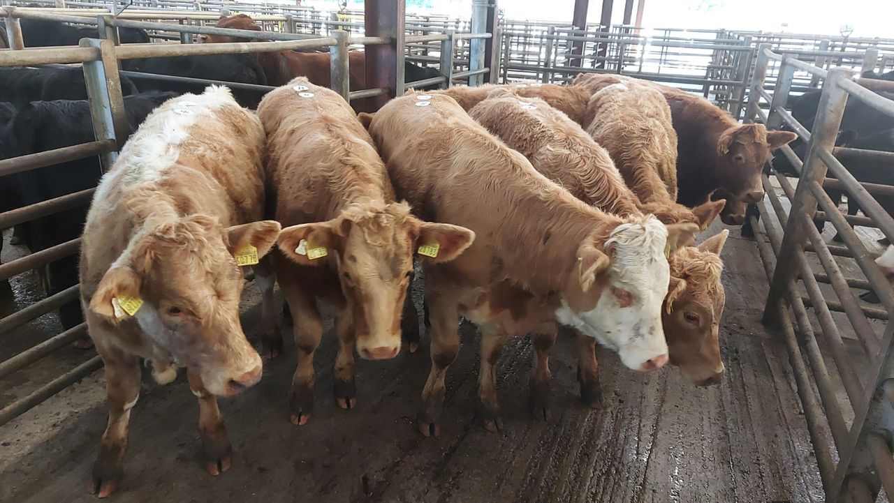 Weanlings top €1,310 at Enniscorthy Mart