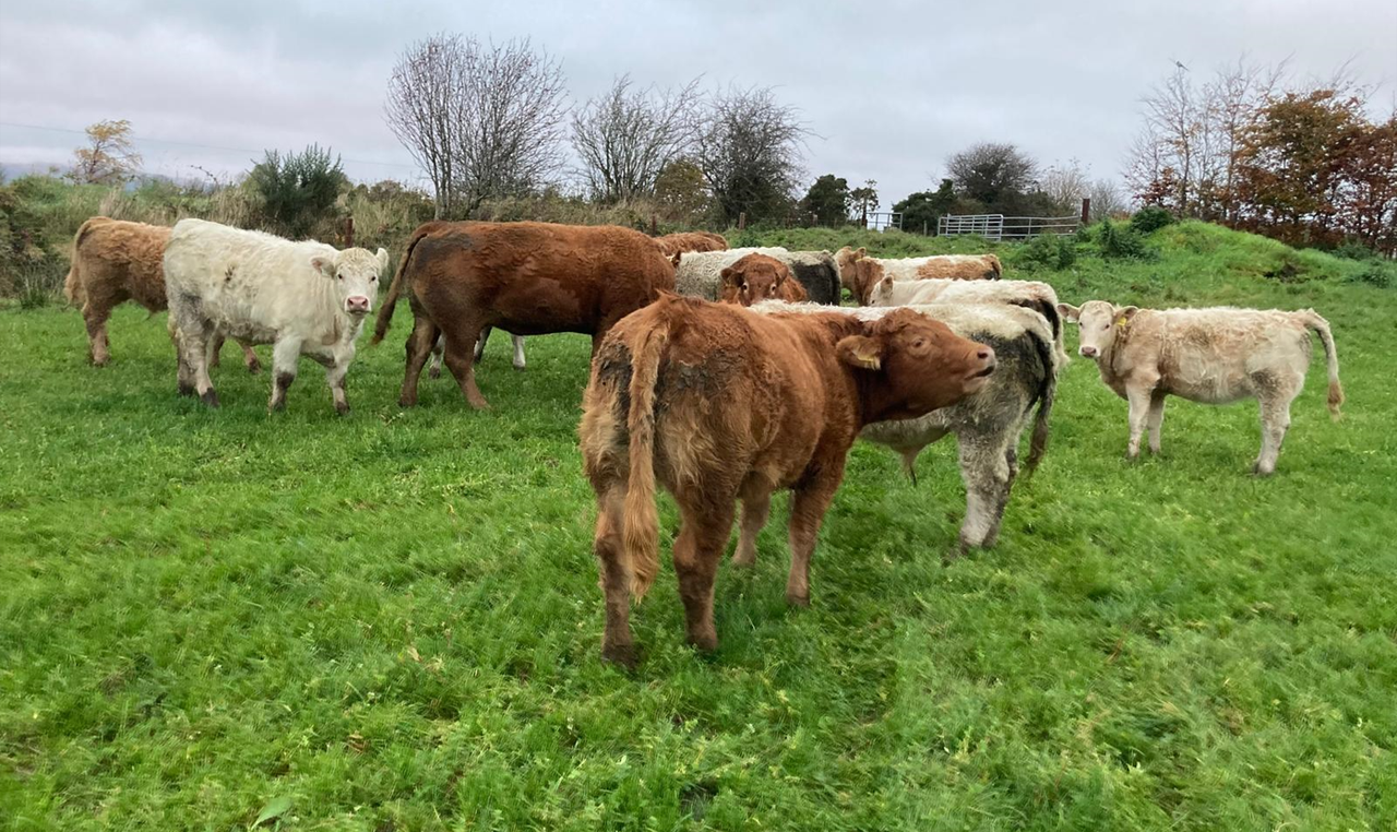 ABP Monitor Farm: Store lambs, calves at grass and bull beef in Sligo