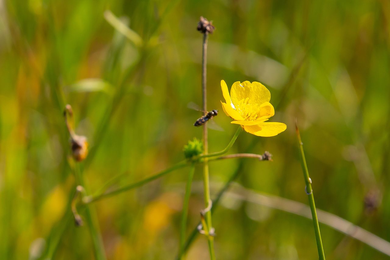 Minister doubles local biodiversity funding
