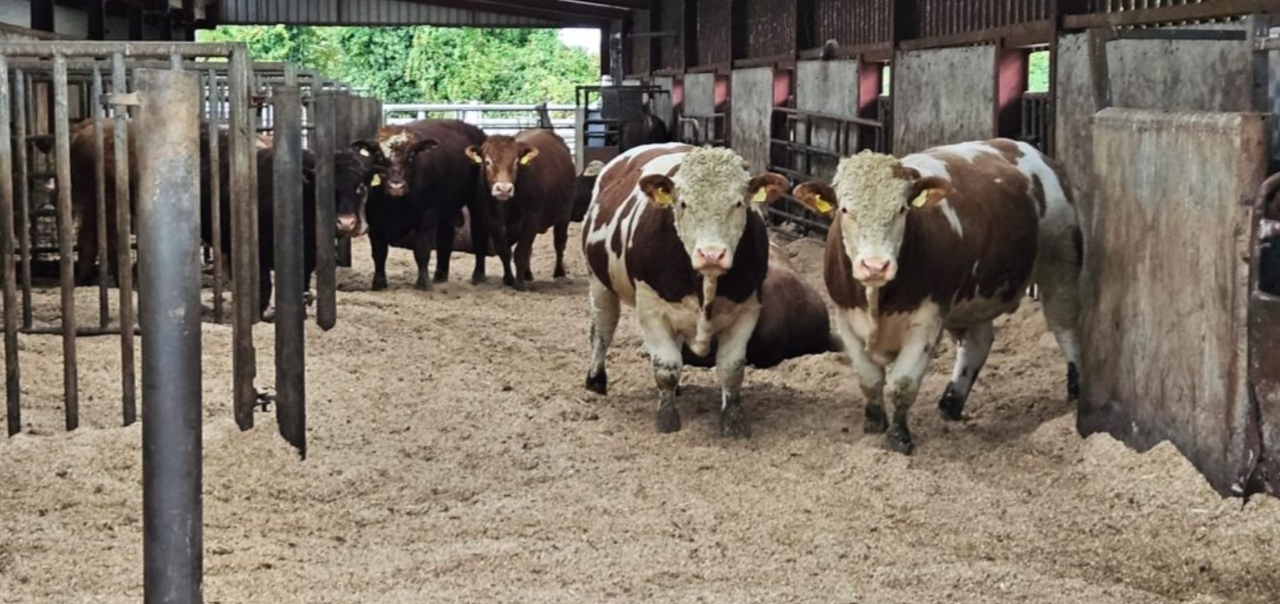 Update from zero-grazing bull beef trial at ICBF Tully