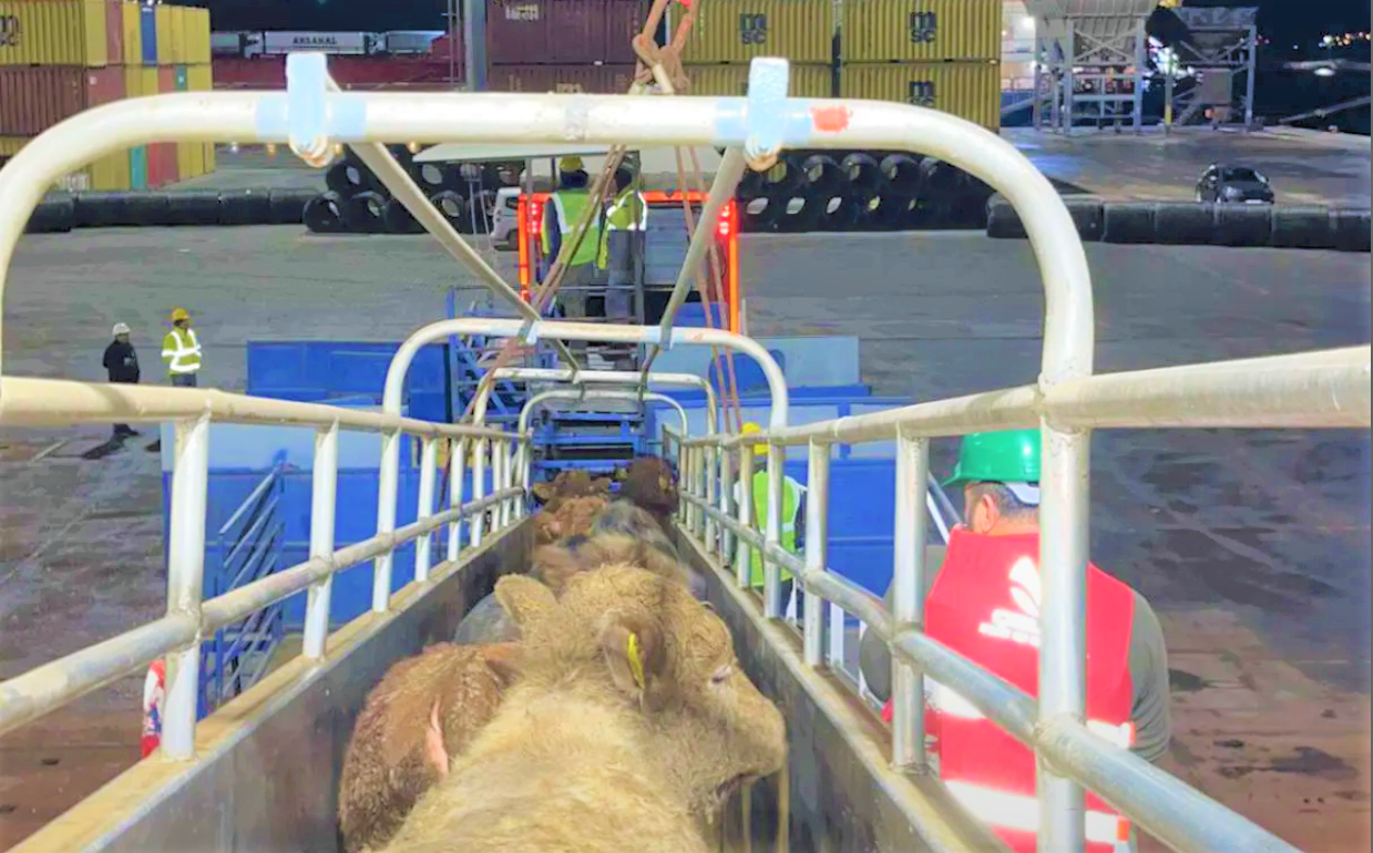 3,300 Irish bulls unloaded at Bandirma Port in Turkey