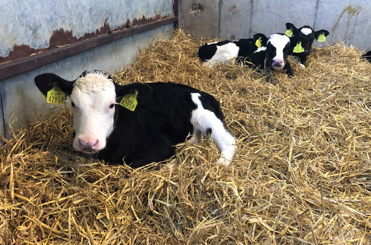 Taking care of a newly-purchased calf this spring