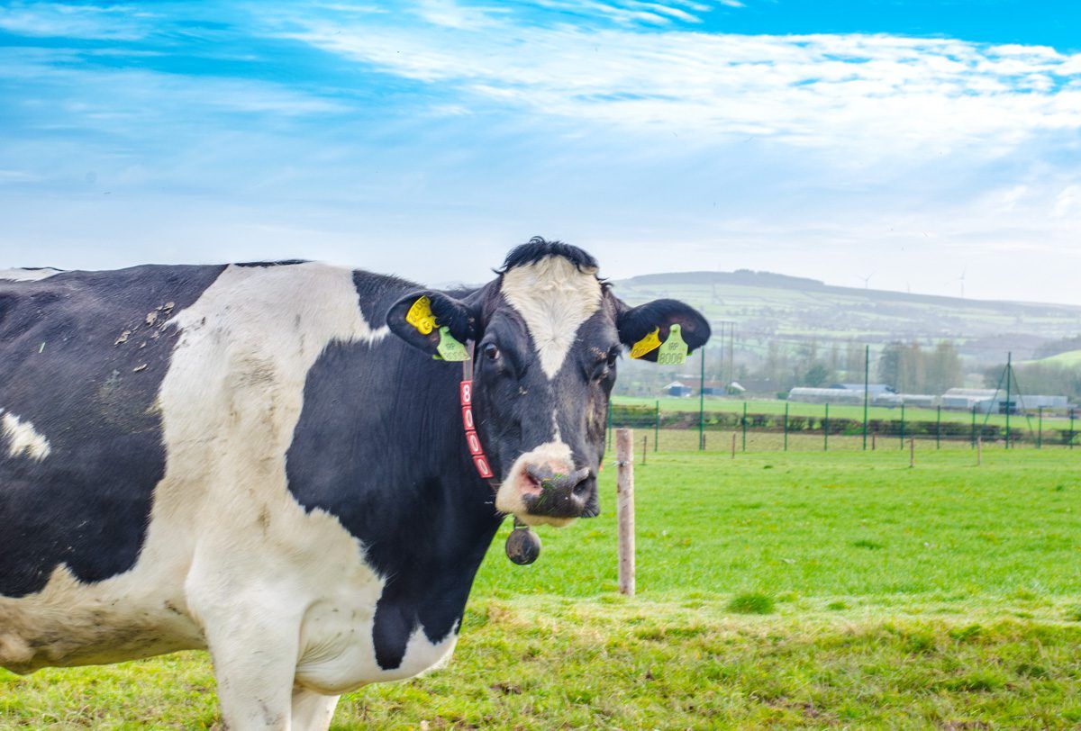 Does synchronisation have a role to play on dairy farms?