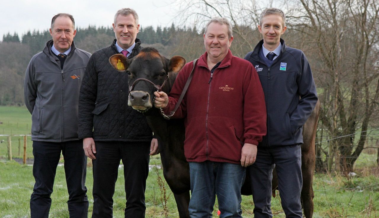 Clandeboye Estate to host Jersey cattle open day