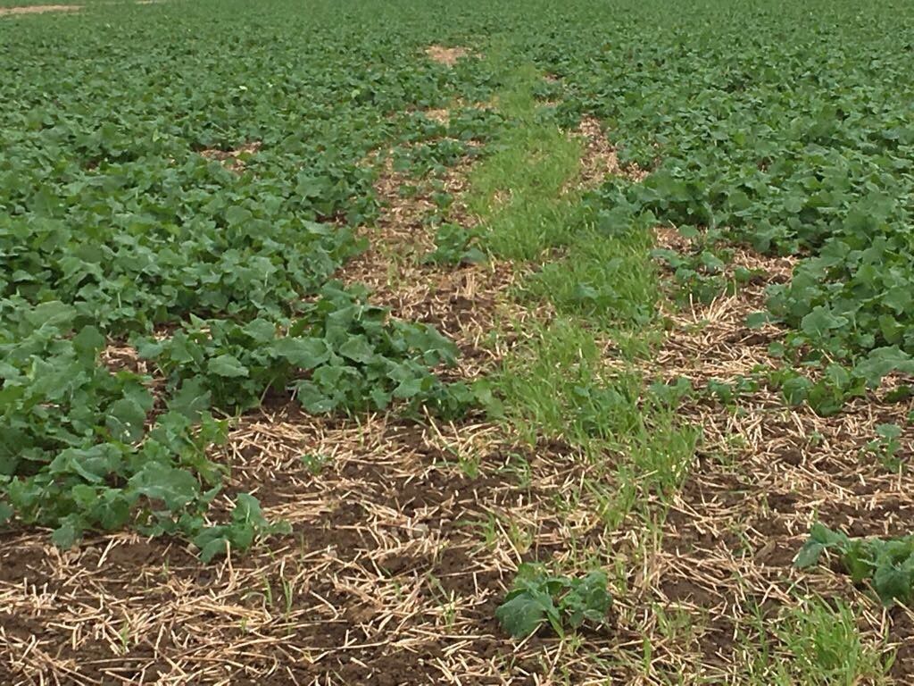Tillage management: Fungicide and fertiliser applications on oilseed rape