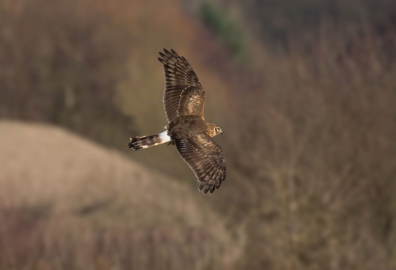 Hen Harrier Scheme given green light by Creed