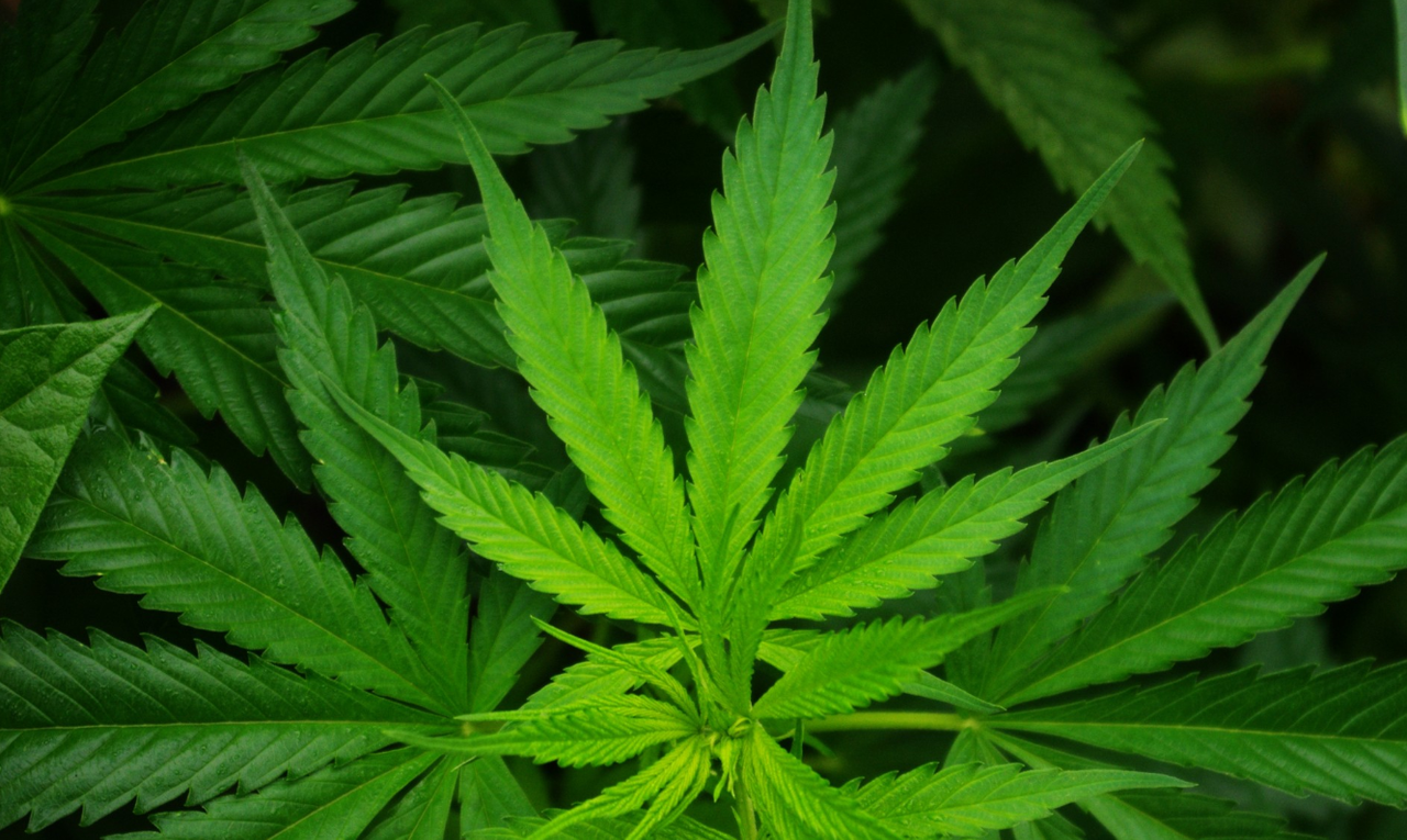 Irish farmers offered contracts to grow hemp