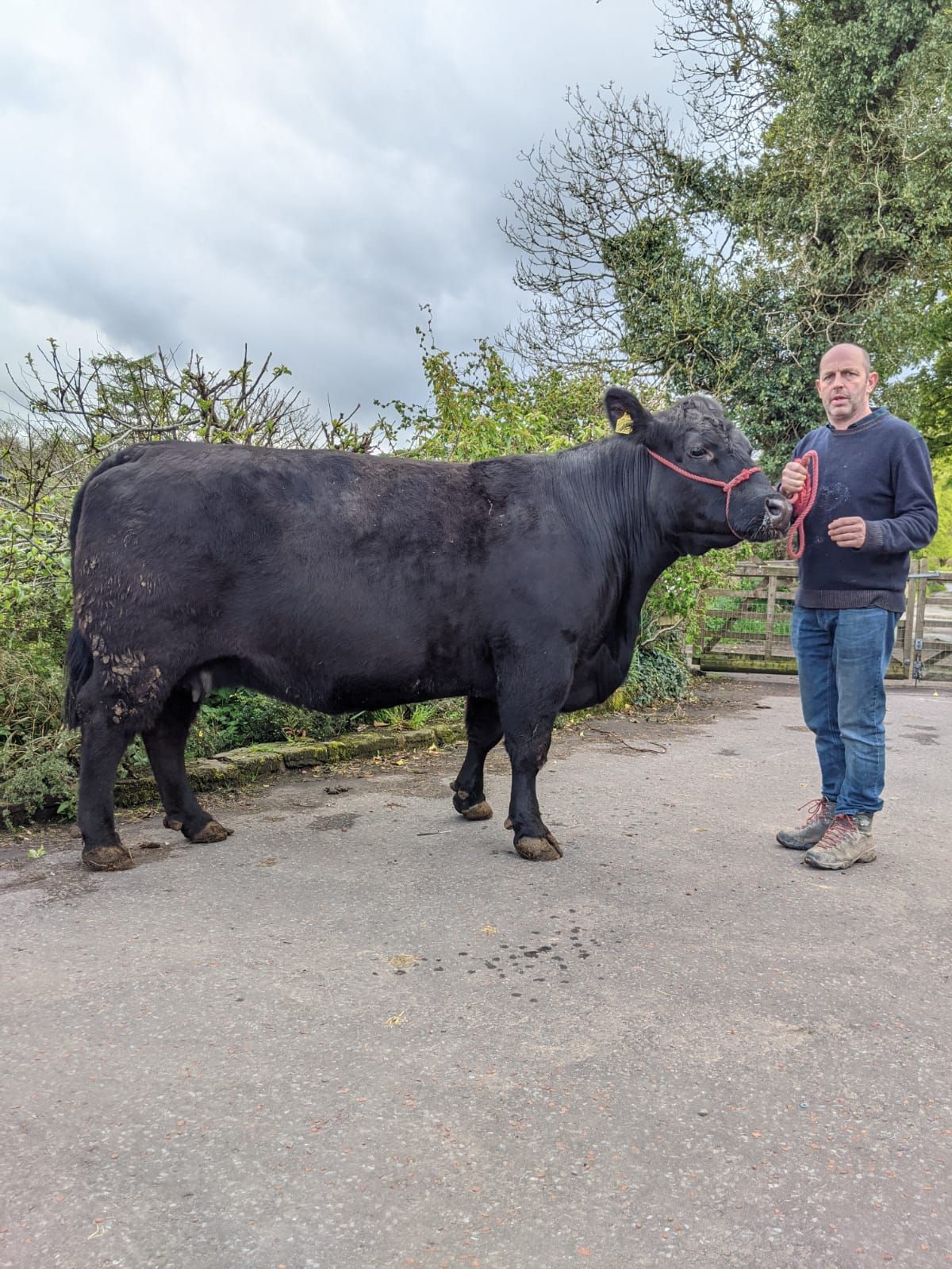 Ireland now has its own Aberdeen Angus herd book