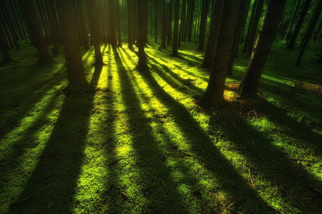 Senator: Coillte decision a 'strange deletion'